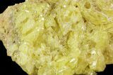 Sulfur Crystal Cluster on Matrix - Nevada #69155-1